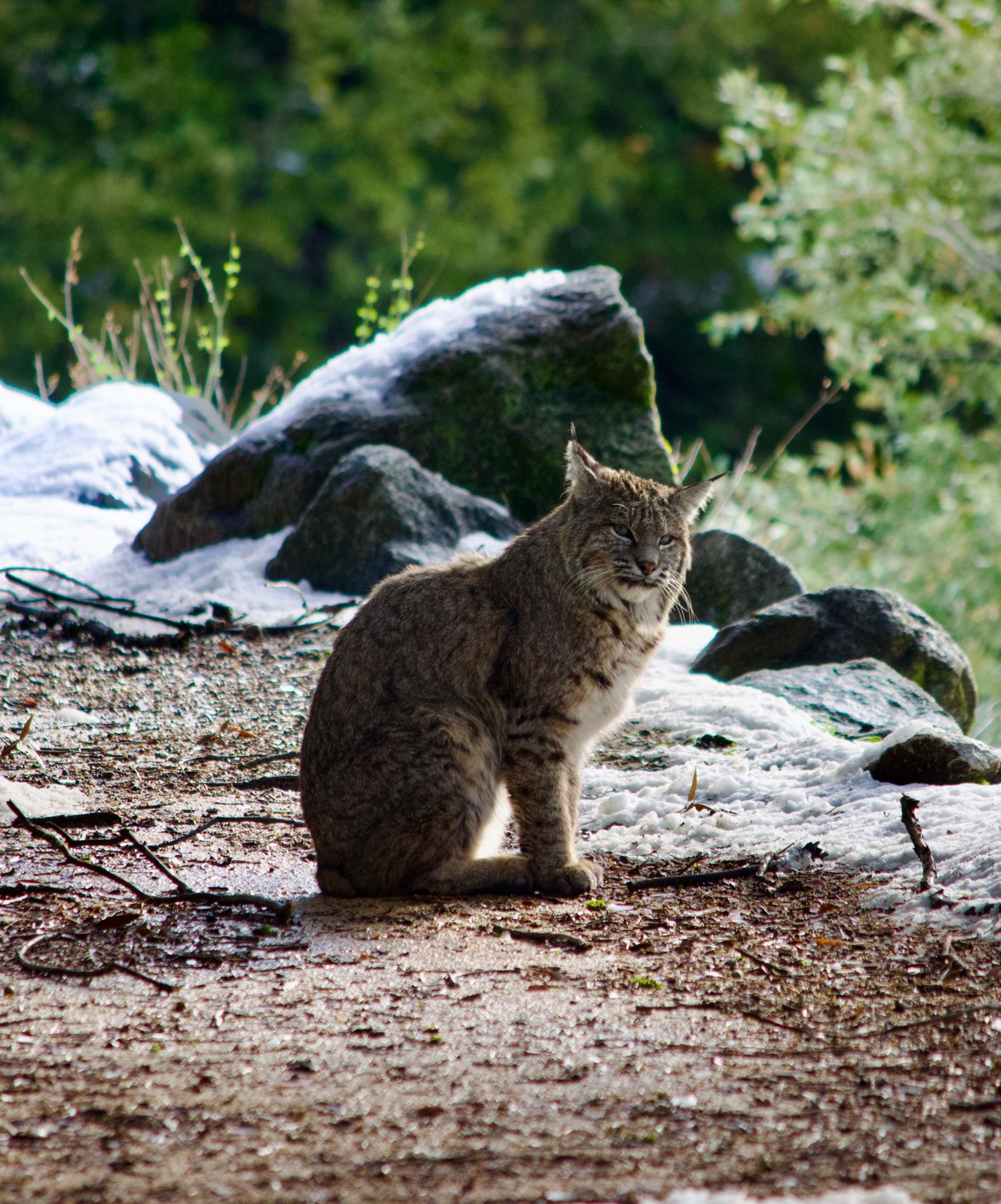 Bobcat in Monterey California wilderness