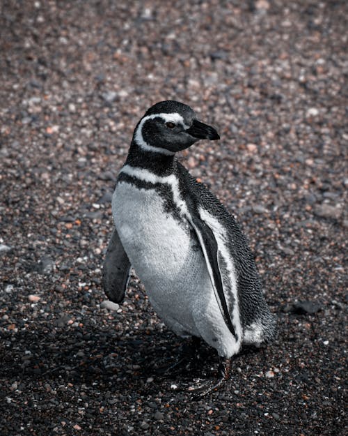 Magallánico Pinguïn In Het Einde Van De Wereld. 