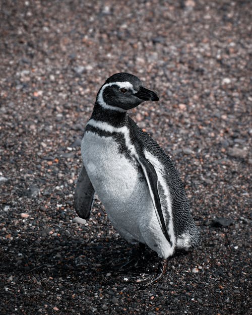 Pingüino Magallánico En El Fin Del Mundo. 