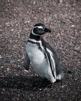 Magellanic penguin on stony beach in Ushuaia, Tierra del Fuego, Argentina.