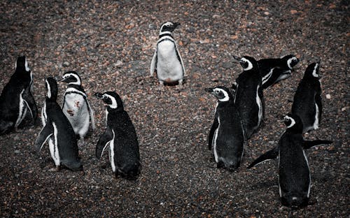 ビーチ, ロッキー, 南極の無料の写真素材