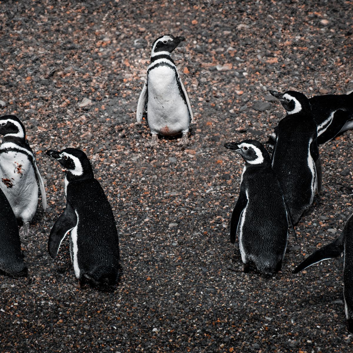 A group of Magellanic penguins standing together on a dark pebble beach.