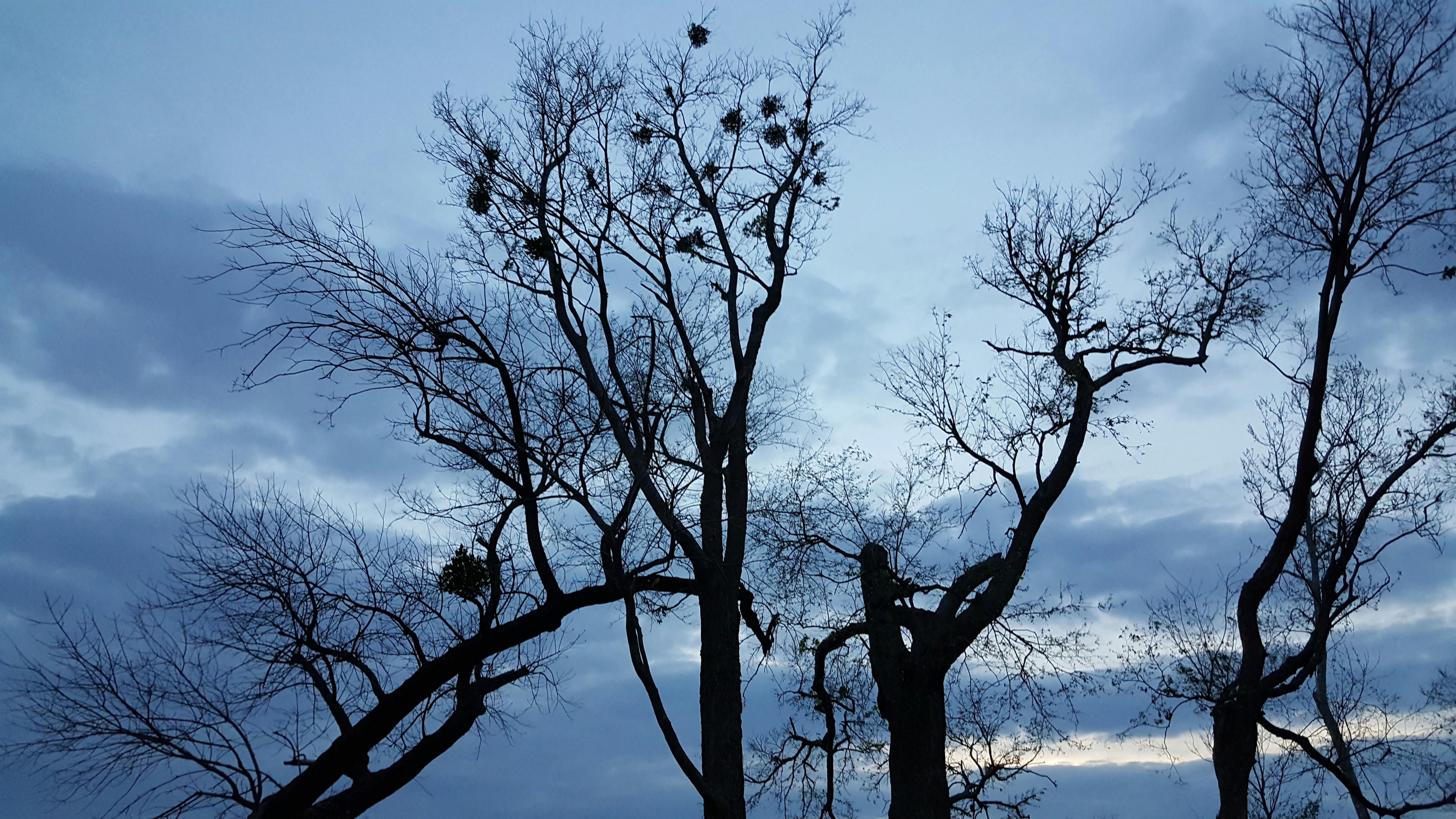 夕暮れ時に枯れ木のシルエット 曇り空 枯れ木の無料の写真素材