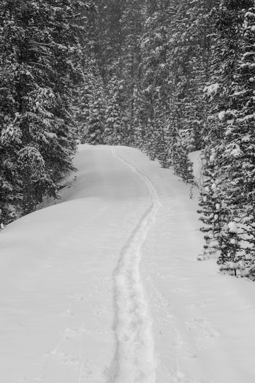 A black and white photo of a trail in the snow