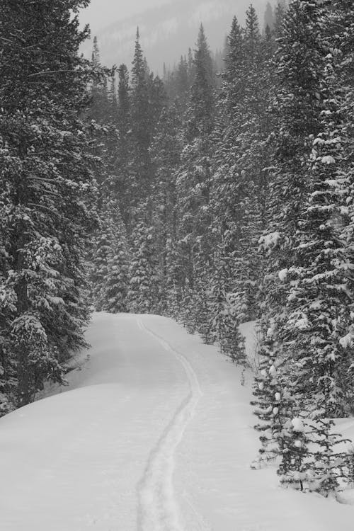 A black and white photo of a snow covered trail