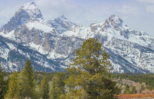 Fotos de stock gratuitas de arboles, bosque, capa de nieve