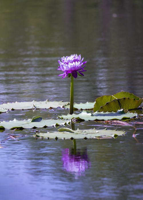 A purple flower is floating in the water