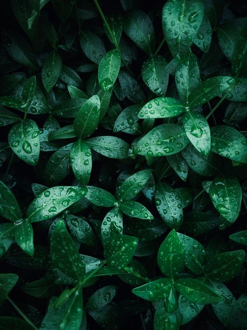 Free Close-up of fresh green leaves covered in raindrops, showcasing nature's beauty. Stock Photo