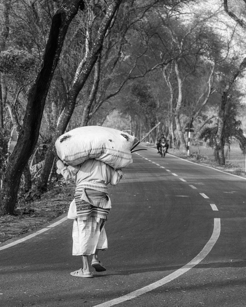 Free A rural scene capturing a person carrying a sack along a tree-lined road in Ishwardi, Bangladesh. Stock Photo