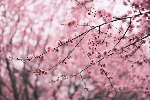 Foto stok gratis belukar, berwarna merah muda, bunga