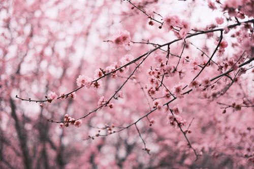 Free Close-up of cherry blossoms on a branch, showcasing pink petals in a spring garden. Stock Photo