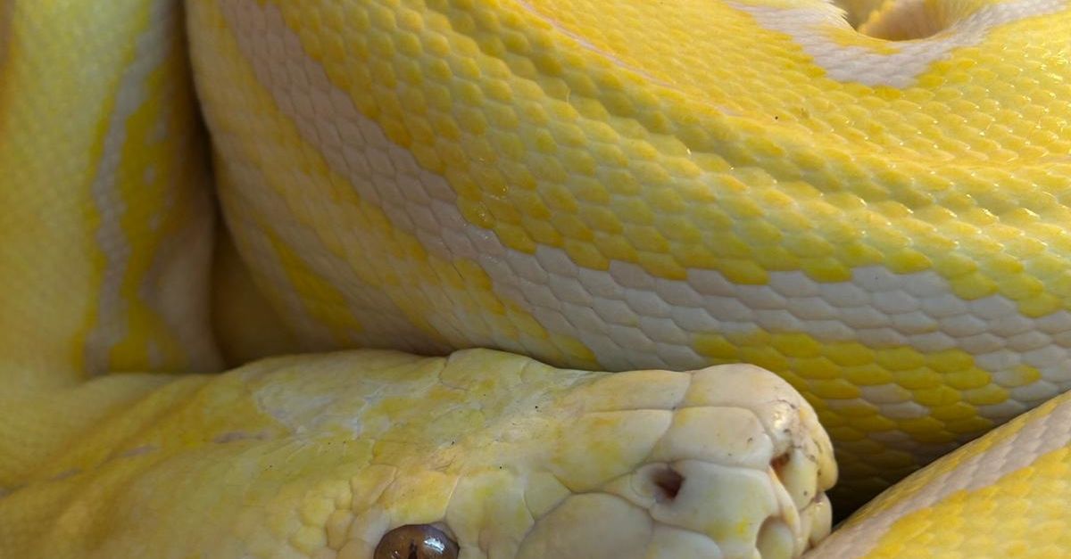 Python Exotic Animaks Exotic Albino Burmese Python · Free Stock Photo