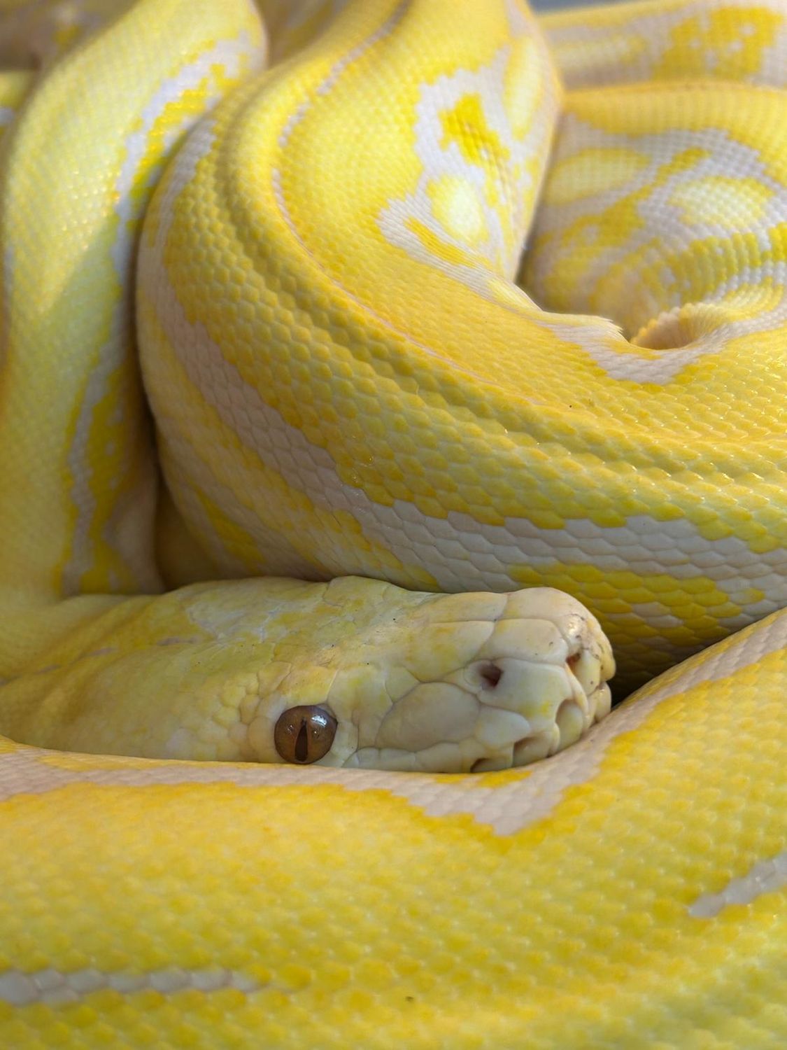 Exotic Albino Burmese Python · Free Stock Photo
