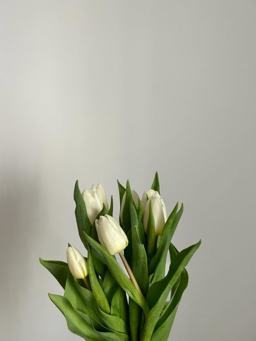 Free A minimalist bouquet of white tulips with lush green leaves against a neutral background. Stock Photo