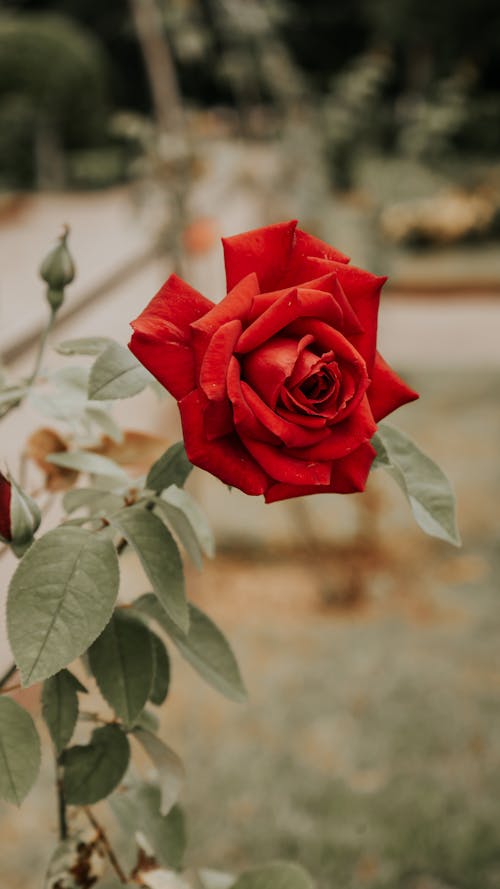 Rosa Roja Dengan Latar Belakang Desenfocado Efek Bokeh