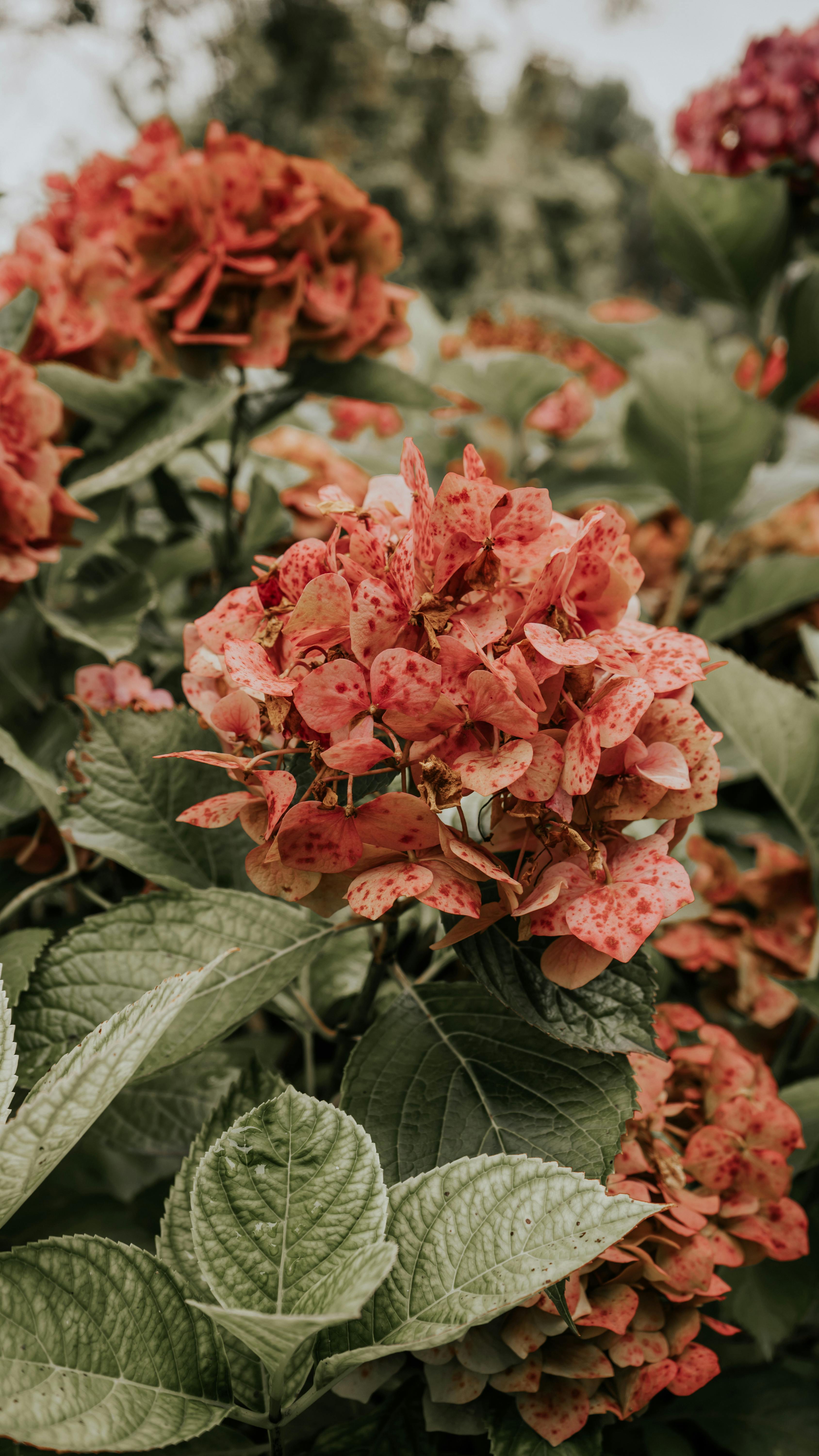 hortensia de color rosa