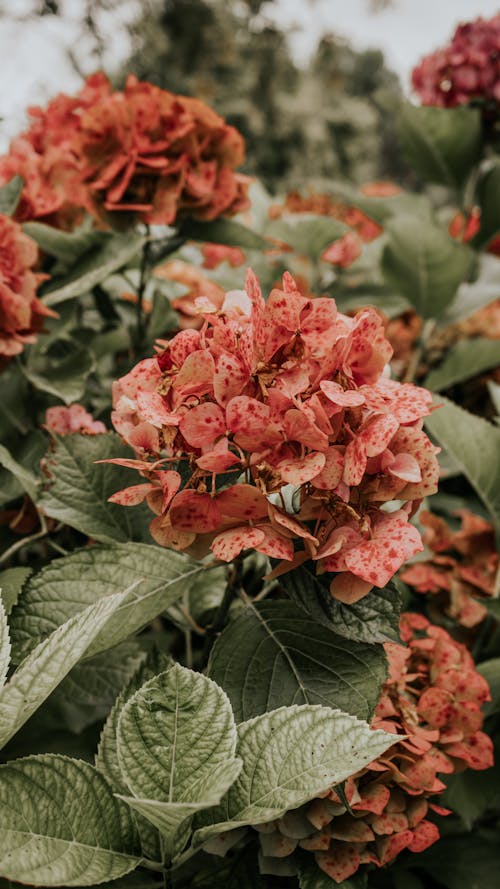 Hortensia de color rosa