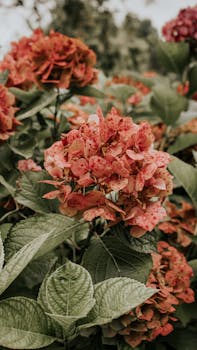 Beautiful pink hydrangeas bloom in a lush garden in Gijón, Spain.