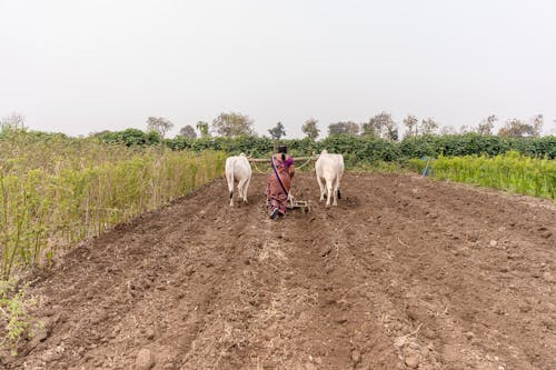 Бесплатное стоковое фото с грязь, деревня, домашний скот
