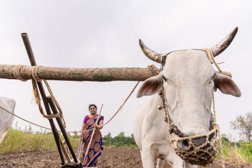 Free A woman in Nagpur, India, plows a field using traditional methods with oxen. Stock Photo