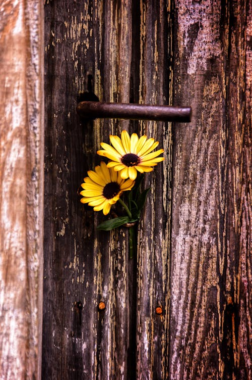 Two yellow flowers are hanging from a wooden door