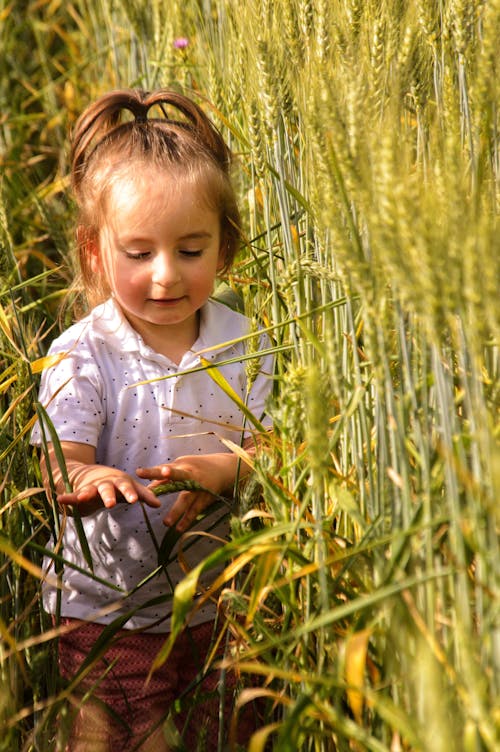 A little girl is standing in a field of wheat