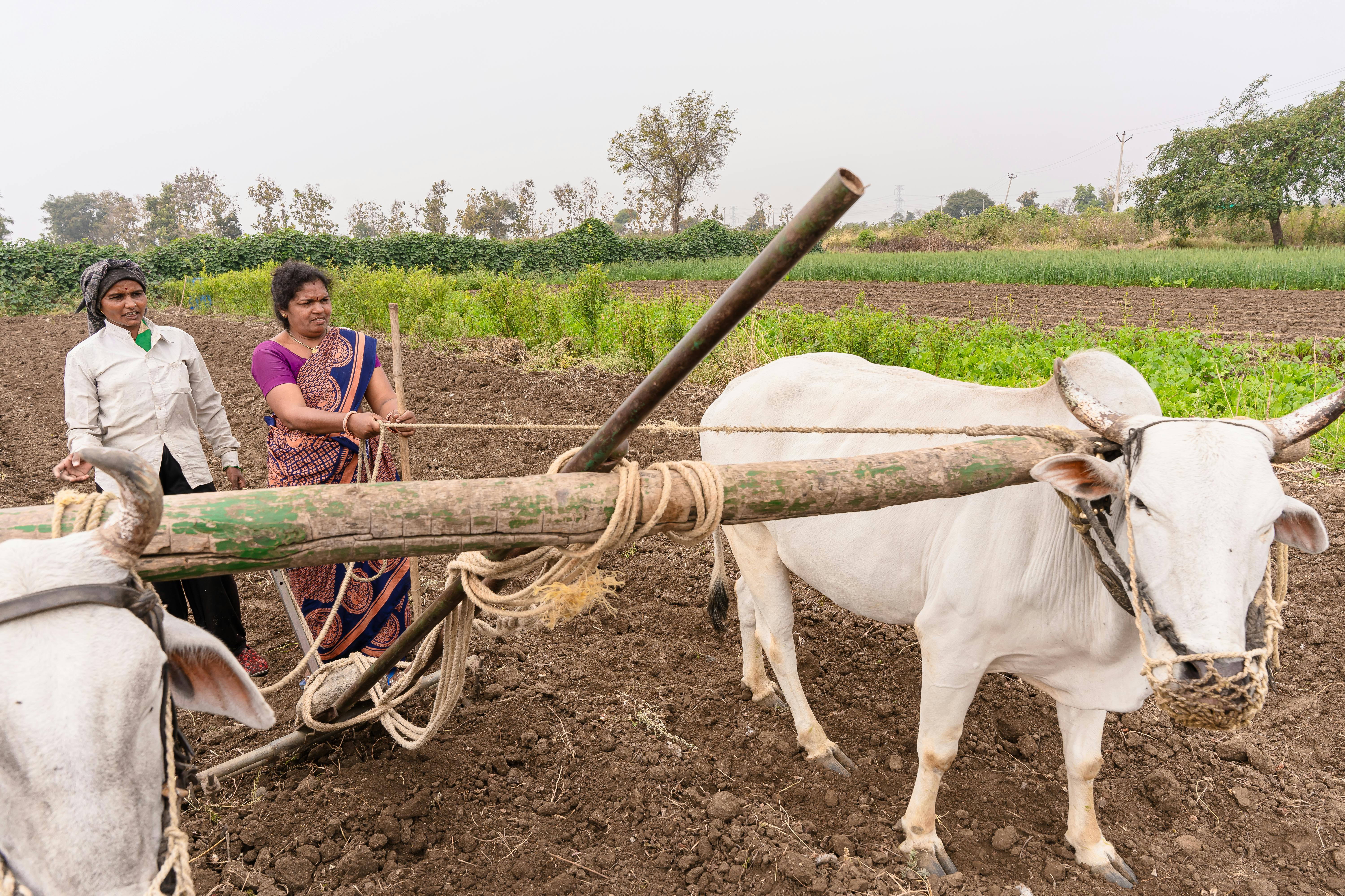 Year-end financial planning for farmers — Photo by EqualStock IN on Pexels