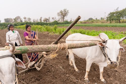 Free Farmers plowing field with oxen in rural Nagpur, India, showcasing traditional agriculture. Stock Photo