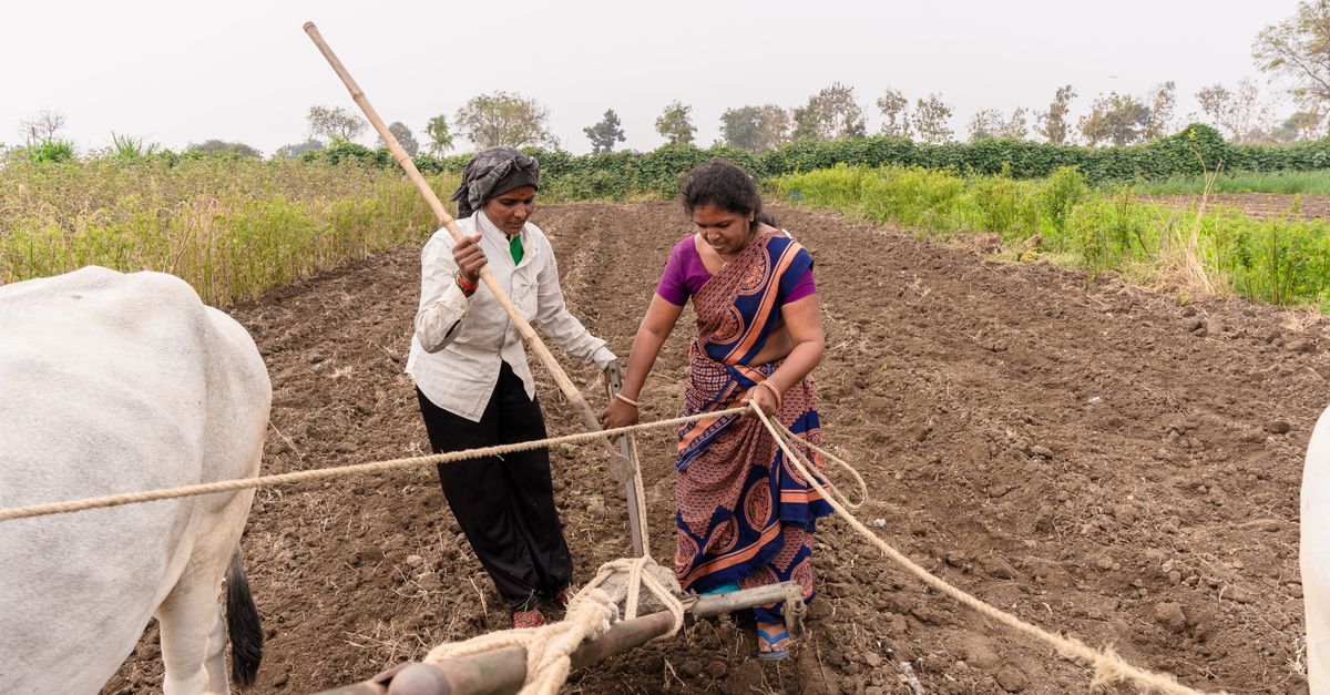 Agri Scientist Studies Cattle as a Measure of Soil Fertility on Farms