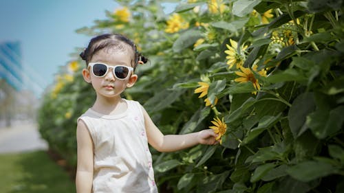 Fotos de stock gratuitas de campo, Gafas de sol, girasoles