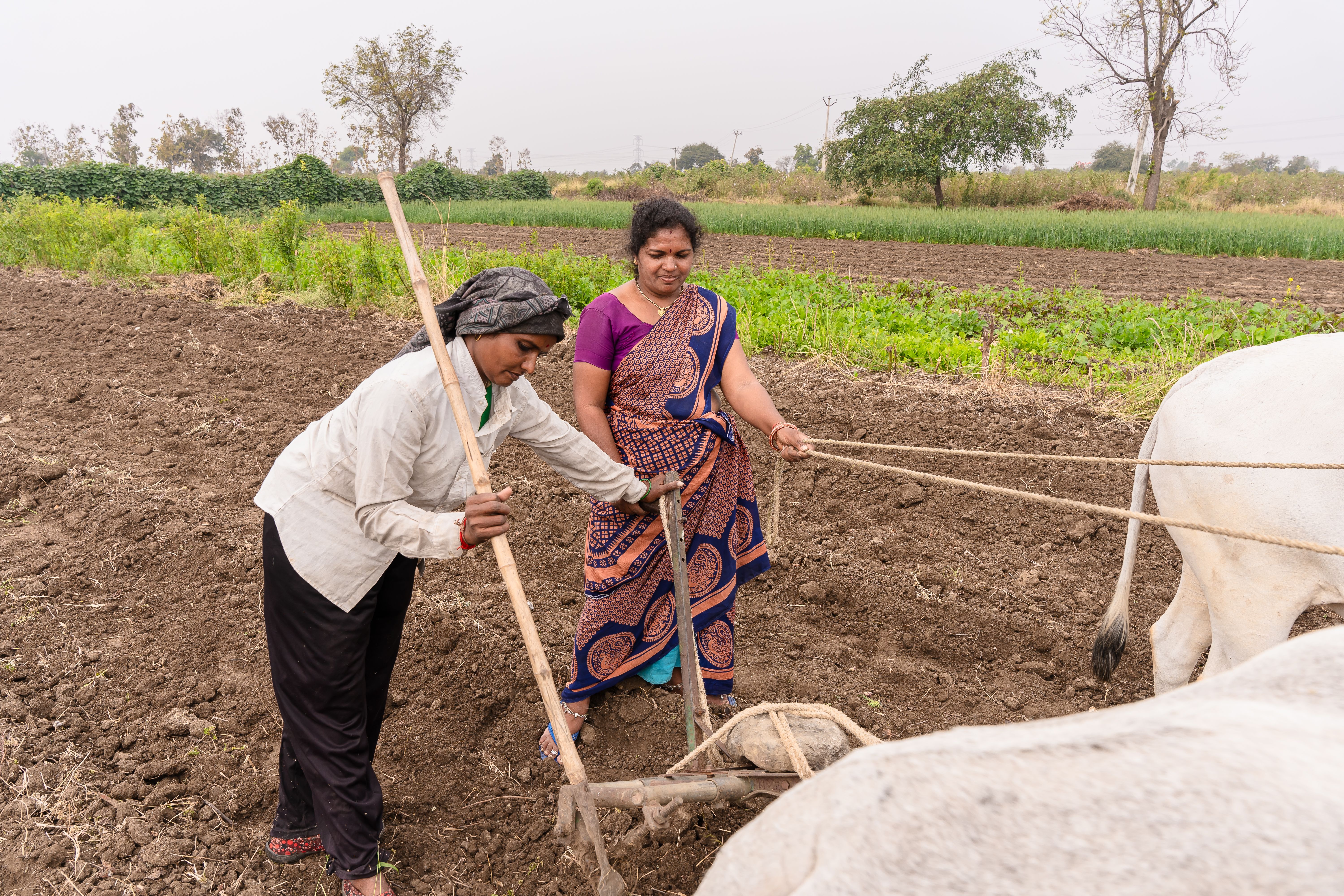 Year-end financial planning for farmers — Photo by EqualStock IN on Pexels
