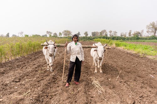 Foto stok gratis agrikultura, bidang, kaum wanita