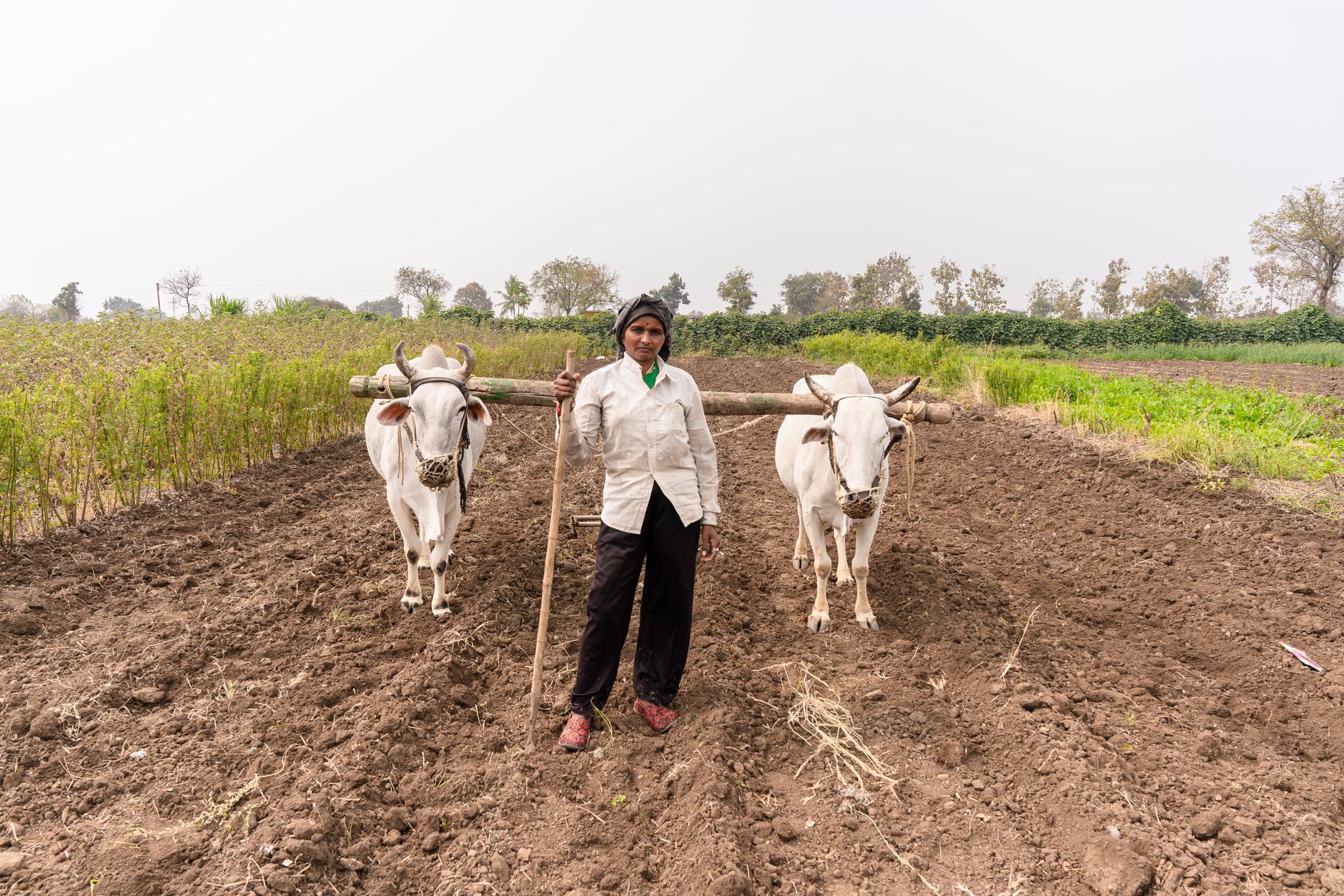 A farmer plowing a field with oxen in Nagpur, India, showcasing traditional agriculture.