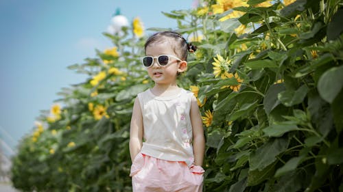 Immagine gratuita di carino, girasoli, in piedi