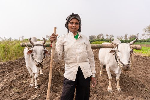 Free South Asian farmer with oxen in Nagpur, Maharashtra, India during summer. Stock Photo
