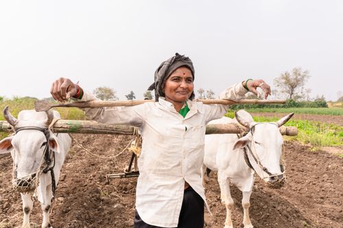 Free A traditional farmer in Nagpur, India, with oxen working the fields under sunny skies. Stock Photo