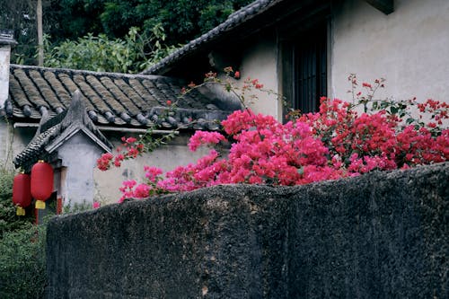 A stone wall with red flowers and a building in the background