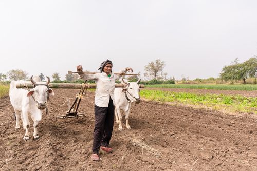 Free South Asian farmer with oxen plowing a field in rural India, showing traditional agriculture methods. Stock Photo