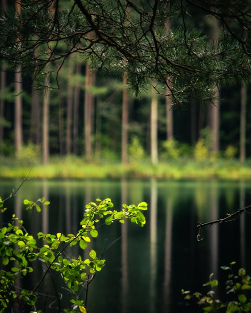 Imagine de stoc gratuită din codru, fotografiere verticală, lac