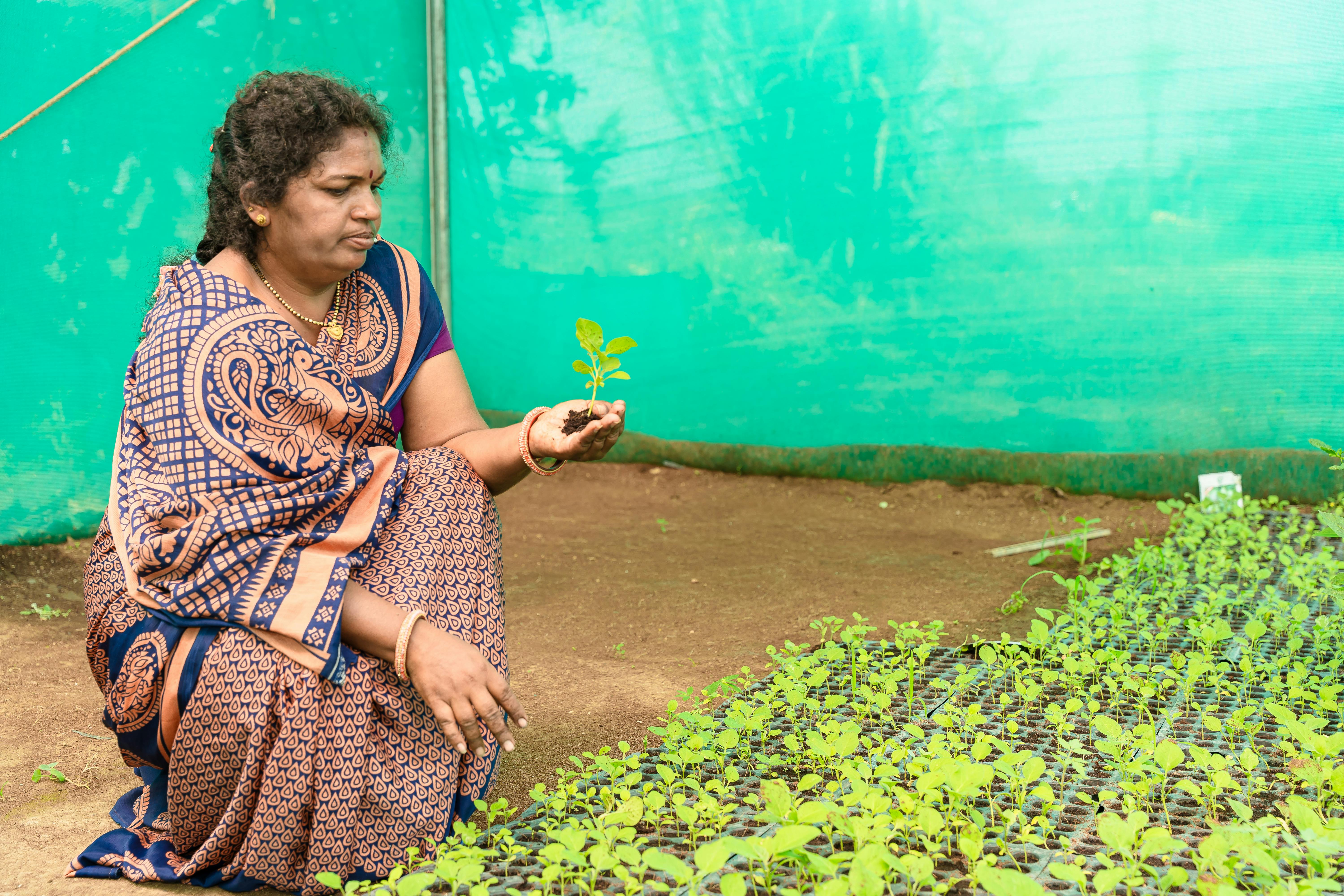 Seedling trays with drainage holes to prevent root rot in seedlings