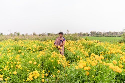 Foto stok gratis agrikultura, bidang, bunga kuning