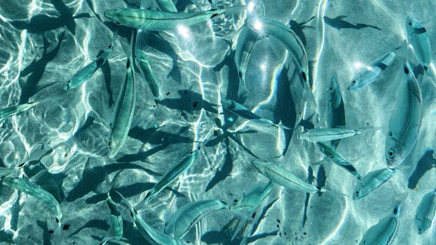 A serene school of fish swimming gracefully in shimmering shallow waters.