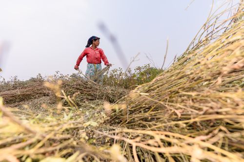 Free A woman farmer working in a field in Nagpur, India, during harvest season. Stock Photo