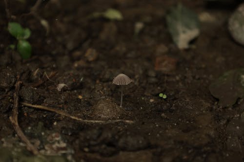 世界上最小的蘑菇, 土, 地面 的 免费素材图片