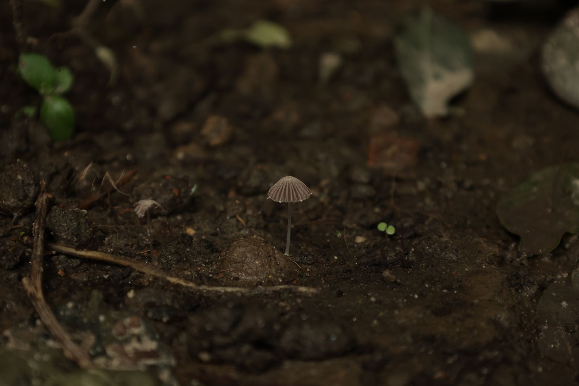 Small Mushroom with a Brown Cap Growing Out of Wet Soil
