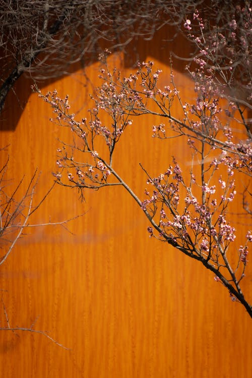 Tree Branch with Pink Blossoms on Orange Wall Background