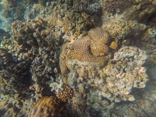 Foto profissional grátis de coral, embaixo da água, invertebrado