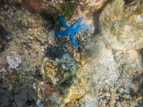 A blue starfish on the ocean floor