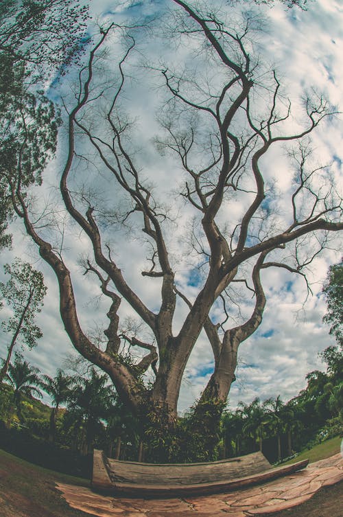 Photos gratuites de branches d'arbre