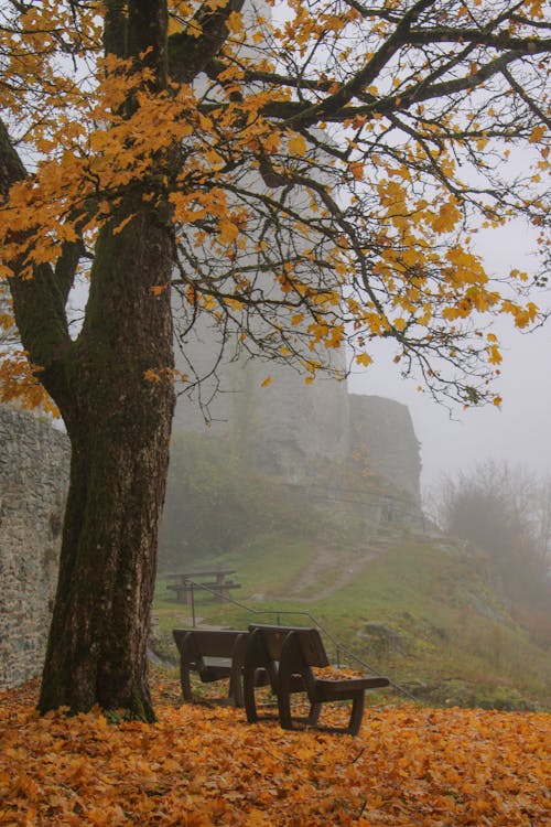 Foggy autumn
